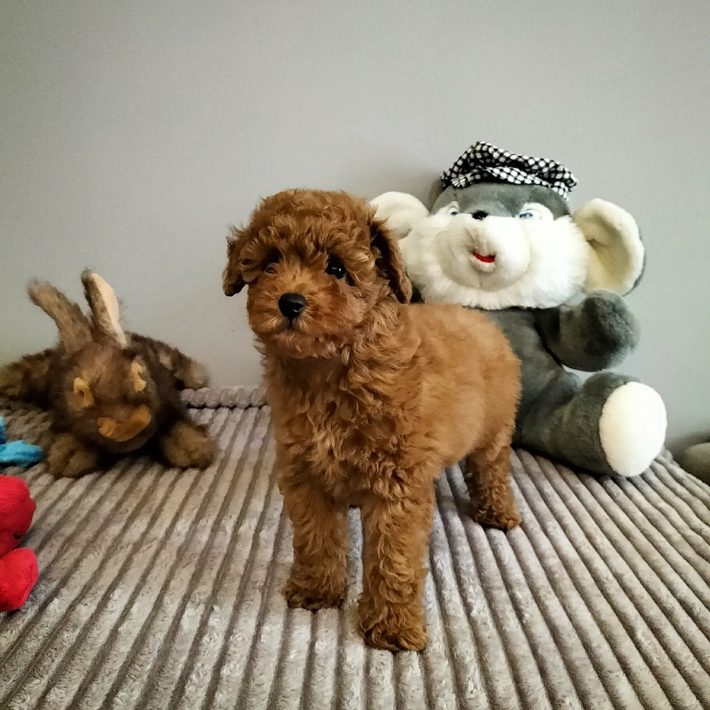 Safkan Red Brown Toy Poodle Yavrularimiz 4