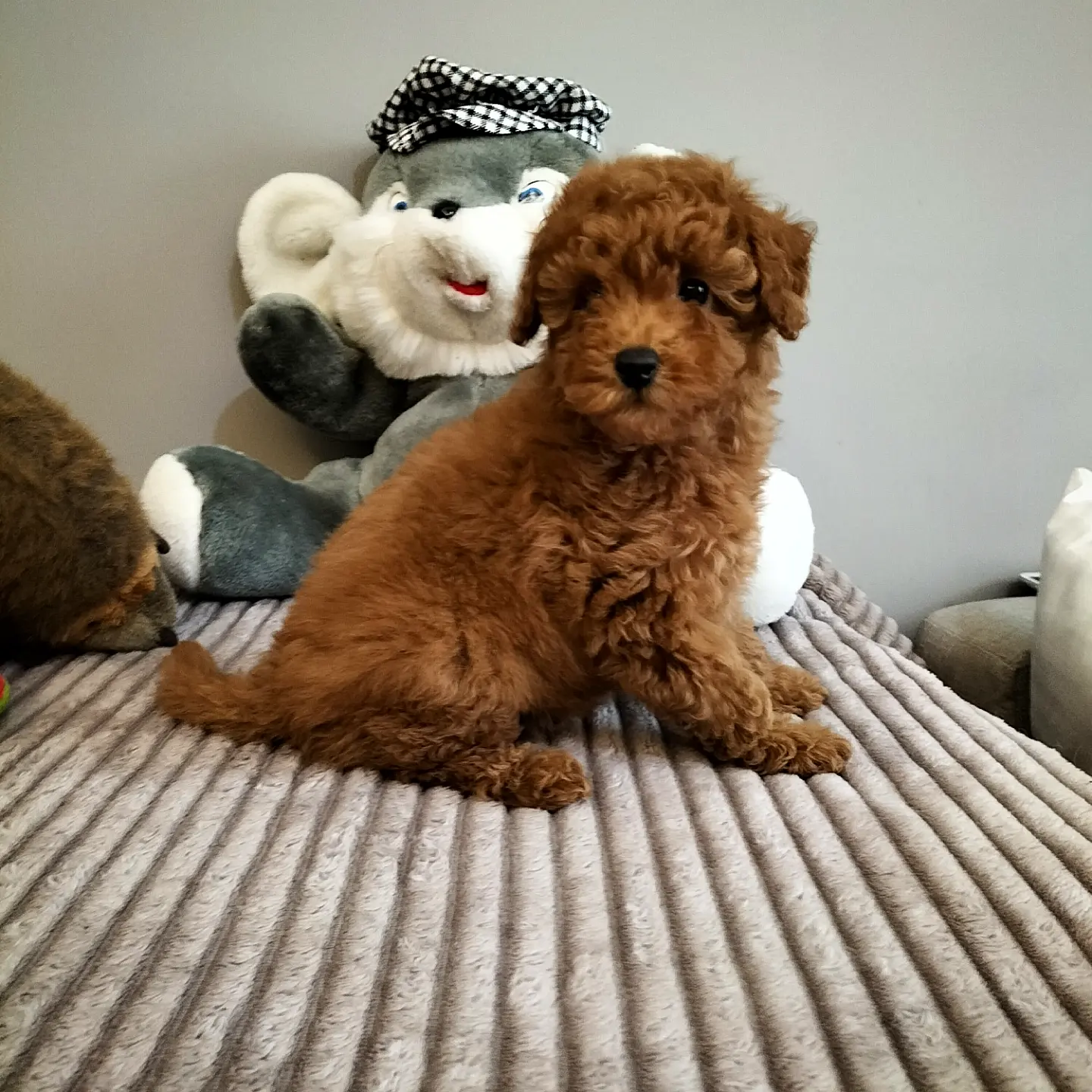 Safkan Red Brown Toy Poodle Yavrularimiz 1