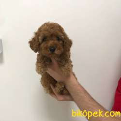 Safkan Red Brown Toy Poodle Yavrum 2