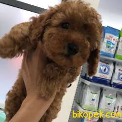 Safkan Red Brown Toy Poodle Yavrum 5