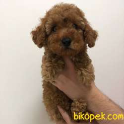 Safkan Red Brown Toy Poodle Yavrum 3