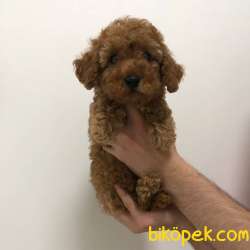 Safkan Red Brown Toy Poodle Yavrum 1