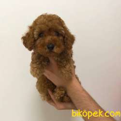 Safkan Red Brown Toy Poodle Yavrum 4