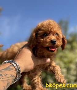 SAFKAN RED DİŞİ TOY POODLE 1