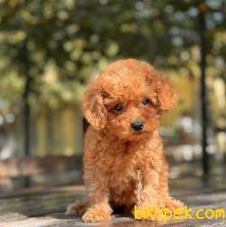 SAFKAN RED DİŞİ TOY POODLE 3