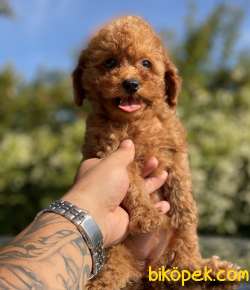 SAFKAN RED DİŞİ TOY POODLE 2