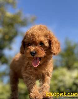 SAFKAN RED DİŞİ TOY POODLE 4