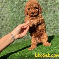 SAFKAN RED DİŞİ TOY POODLE KIZIMIZ 3