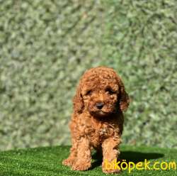 SAFKAN RED DİŞİ TOY POODLE KIZIMIZ 2