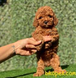 SAFKAN RED DİŞİ TOY POODLE KIZIMIZ 1
