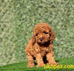 SAFKAN RED DİŞİ TOY POODLE KIZIMIZ 4