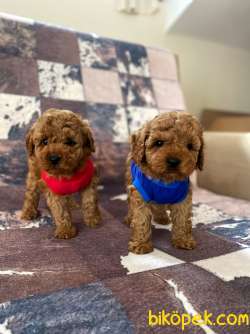 Safkan Red Toy Poodle Bebekler 4