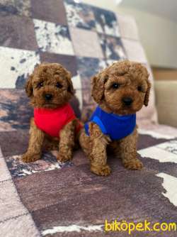 Safkan Red Toy Poodle Bebekler 1