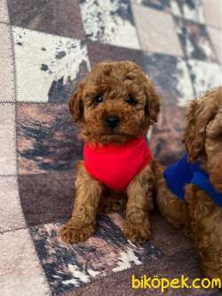 Safkan Red Toy Poodle Bebekler 3