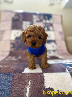 Safkan Red Toy Poodle Bebekler 2