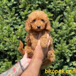 Safkan Red Toy Poodle Erkek Yavrumuz 1