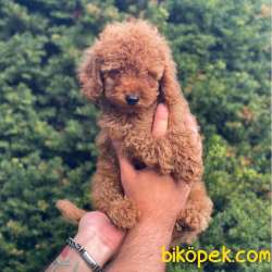 Safkan Red Toy Poodle Erkek Yavrumuz 3