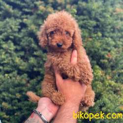 Safkan Red Toy Poodle Erkek Yavrumuz 1