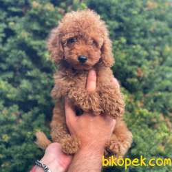 Safkan Red Toy Poodle Erkek Yavrumuz 2