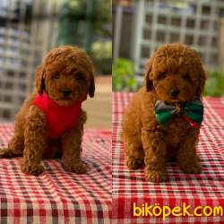 Safkan Red Toy Poodle Yavrular 1