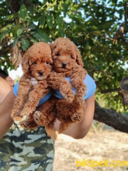 SAFKAN RED TOY POODLE YAVRULARIMIZ 2