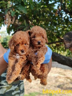 SAFKAN RED TOY POODLE YAVRULARIMIZ 3