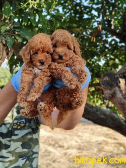 SAFKAN RED TOY POODLE YAVRULARIMIZ 1