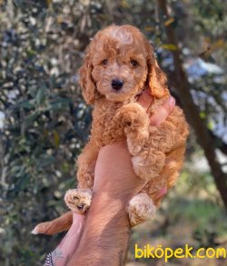 Safkan Red Toy Poodle Yavrularımız 2