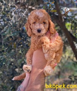 Safkan Red Toy Poodle Yavrularımız 1