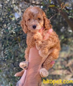 Safkan Red Toy Poodle Yavrularımız 3