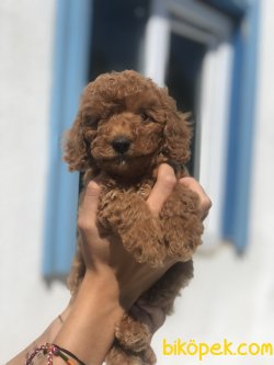 SAFKAN RED TOY POODLE YAVRULARIMIZ 3