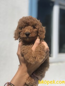 SAFKAN RED TOY POODLE YAVRULARIMIZ 1