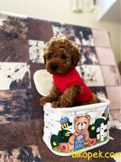 Safkan Red Toy Poodle Yavrumuz 2