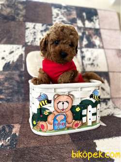 Safkan Red Toy Poodle Yavrumuz 3
