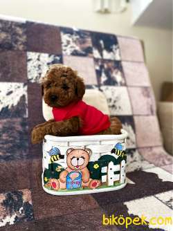 Safkan Red Toy Poodle Yavrumuz 4