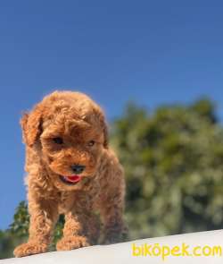 Safkan Red ToyPoodle Yavrum 3