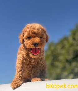 Safkan Red ToyPoodle Yavrum 1