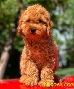Safkan Red ToyPoodle Yavrumuz 1