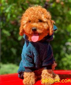 Safkan Red ToyPoodle Yavrumuz 2