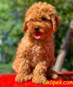 Safkan Red ToyPoodle Yavrumuz 4