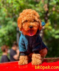 Safkan Red ToyPoodle Yavrumuz 3