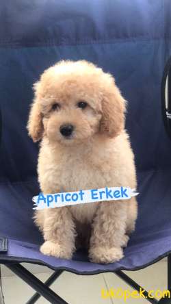SAFKAN RED VE APRİCOT TOY POODLE 3