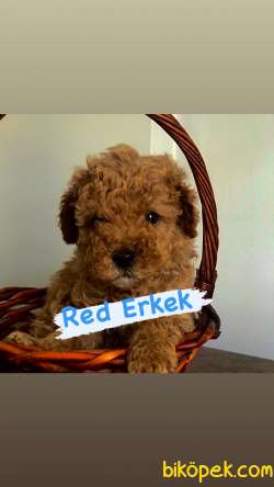 SAFKAN RED VE APRİCOT TOY POODLE 1