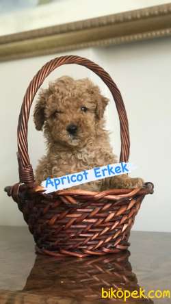 SAFKAN RED VE APRİCOT TOY POODLE 2