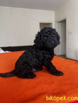 Safkan Red Ve Black Toy Poodle Yavrular - Ücretsiz Servis 2