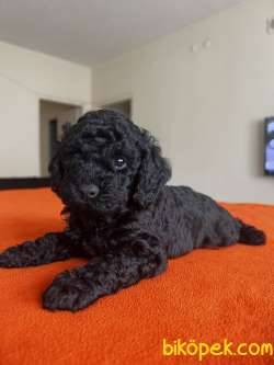 Safkan Red Ve Black Toy Poodle Yavrular - Ücretsiz Servis