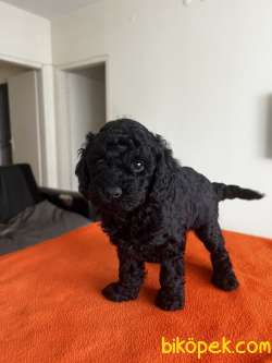 Safkan Red Ve Black Toy Poodle Yavrular - Ücretsiz Servis 4