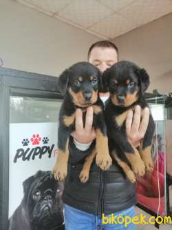 SAFKAN ROTTWEILER YAVRULAR 4