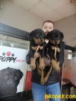 SAFKAN ROTTWEILER YAVRULAR 2