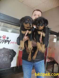 SAFKAN ROTTWEILER YAVRULAR 1